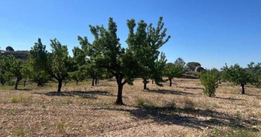 Donde la tierra sigue marcando el carácter de Abanilla