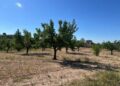 Donde la tierra sigue marcando el carácter de Abanilla