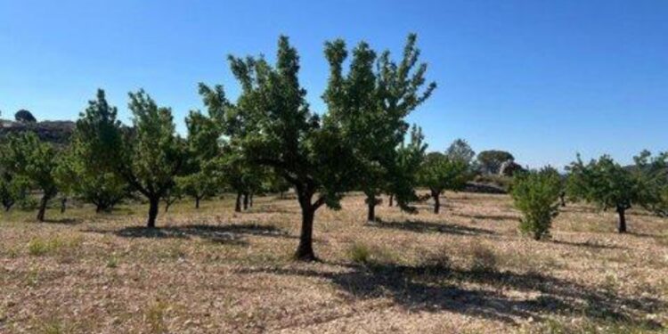 Donde la tierra sigue marcando el carácter de Abanilla