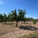 Donde la tierra sigue marcando el carácter de Abanilla