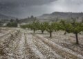 Una granizada de diez minutos arrasa parajes enteros de Cieza en plena recolección de la fruta de hueso