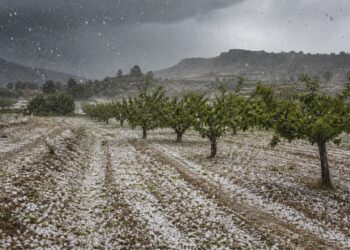 Una granizada de diez minutos arrasa parajes enteros de Cieza en plena recolección de la fruta de hueso