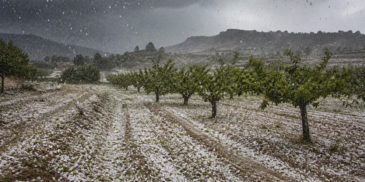 Una granizada de diez minutos arrasa parajes enteros de Cieza en plena recolección de la fruta de hueso