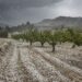 Una granizada de diez minutos arrasa parajes enteros de Cieza en plena recolección de la fruta de hueso