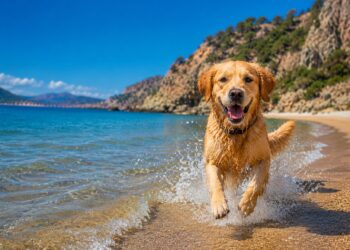 Las 7 mejores playas de Murcia para disfrutar del verano con tu perro en 2026