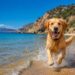 Las 7 mejores playas de Murcia para disfrutar del verano con tu perro en 2026