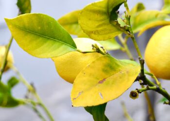 Alarma en el campo murciano: la clorosis nervial amarilla amenaza al principal motor del limón español