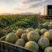 La campaña del melón consolida el liderazgo exportador de la Región de Murcia