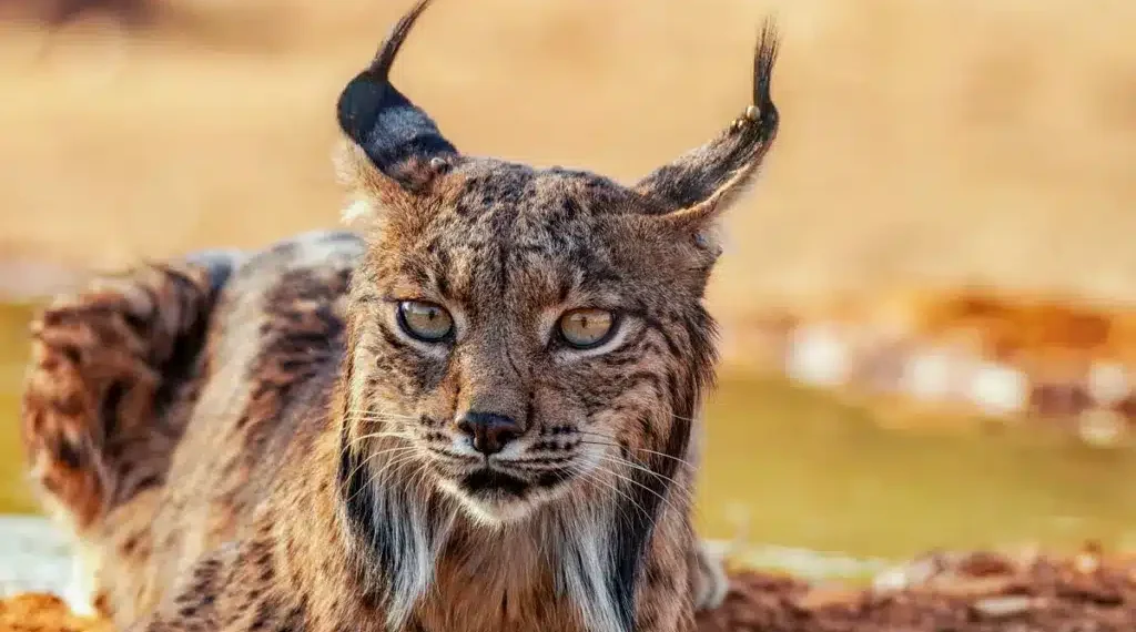 Lince ibérico en Murcia: la recuperación de una especie en 2026 que estuvo al borde de la desaparición