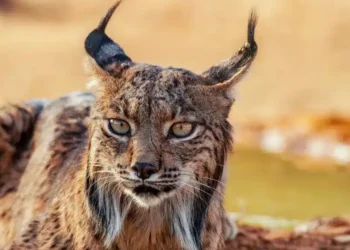 Lince ibérico en Murcia: la recuperación de una especie en 2026 que estuvo al borde de la desaparición