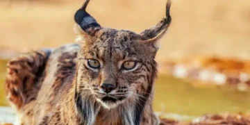 Lince ibérico en Murcia: la recuperación de una especie en 2026 que estuvo al borde de la desaparición
