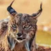 Lince ibérico en Murcia: la recuperación de una especie en 2026 que estuvo al borde de la desaparición