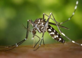 Fumigación contra los mosquitos en Alhama de Murcia en parques y jardines del casco urbano