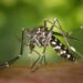 Fumigación contra los mosquitos en Alhama de Murcia en parques y jardines del casco urbano