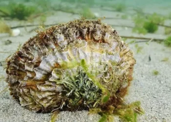 El cultivo de ostras supera el primer gran episodio de calor y refuerza su papel en la recuperación del Mar Menor
