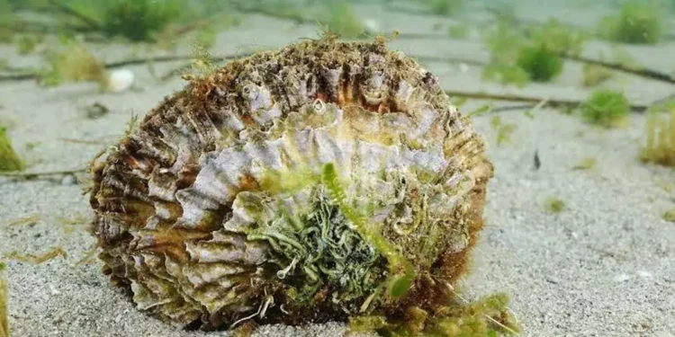 El cultivo de ostras supera el primer gran episodio de calor y refuerza su papel en la recuperación del Mar Menor