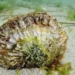 El cultivo de ostras supera el primer gran episodio de calor y refuerza su papel en la recuperación del Mar Menor