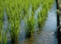 Arroz de Calasparra 2026 en parcelas del coto arrocero de Calasparra y Moratalla