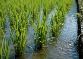 Arroz de Calasparra 2026 en parcelas del coto arrocero de Calasparra y Moratalla
