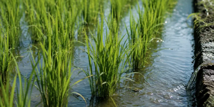Arroz de Calasparra 2026 en parcelas del coto arrocero de Calasparra y Moratalla
