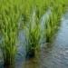 Arroz de Calasparra 2026 en parcelas del coto arrocero de Calasparra y Moratalla
