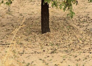 Las tormentas dejan daños en unas 6.500 hectáreas de cultivo en la Región de Murcia