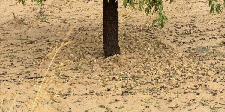 Las tormentas dejan daños en unas 6.500 hectáreas de cultivo en la Región de Murcia