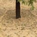 Las tormentas dejan daños en unas 6.500 hectáreas de cultivo en la Región de Murcia