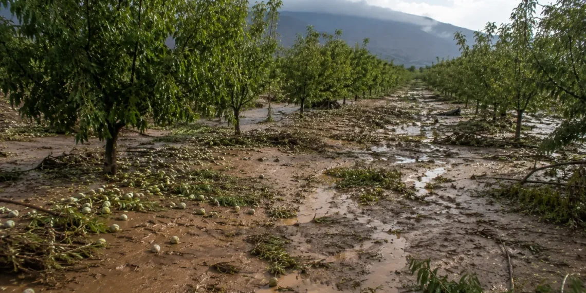 Daños agrícolas por tormentas en Murcia en cultivos de almendro del Río Mula y el Noroeste