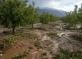 Daños agrícolas por tormentas en Murcia en cultivos de almendro del Río Mula y el Noroeste