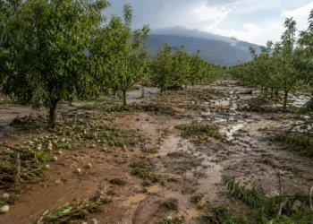 Daños agrícolas por tormentas en Murcia en cultivos de almendro del Río Mula y el Noroeste