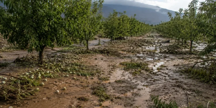 Daños agrícolas por tormentas en Murcia en cultivos de almendro del Río Mula y el Noroeste