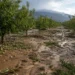 Daños agrícolas por tormentas en Murcia en cultivos de almendro del Río Mula y el Noroeste