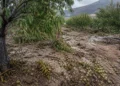 Unas 20.000 hectáreas afectadas en Mula, Bullas, Calasparra y Moratalla