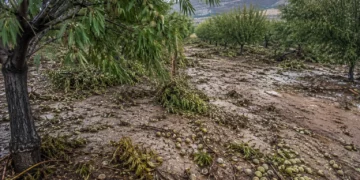 Unas 20.000 hectáreas afectadas en Mula, Bullas, Calasparra y Moratalla