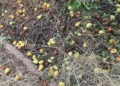 El granizo golpea al campo murciano: más de 2.600 hectáreas dañadas y Jumilla como zona cero