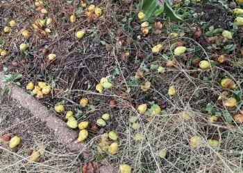 El granizo golpea al campo murciano: más de 2.600 hectáreas dañadas y Jumilla como zona cero