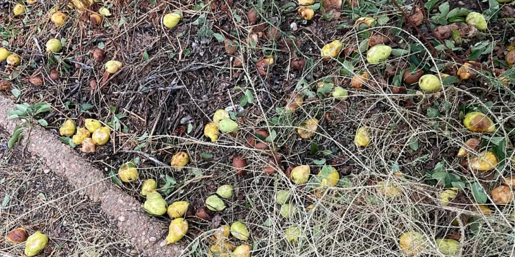El granizo golpea al campo murciano: más de 2.600 hectáreas dañadas y Jumilla como zona cero