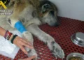 Investigan a un vecino de Mazarrón por presunto maltrato animal tras hallar dos perros en estado crítico