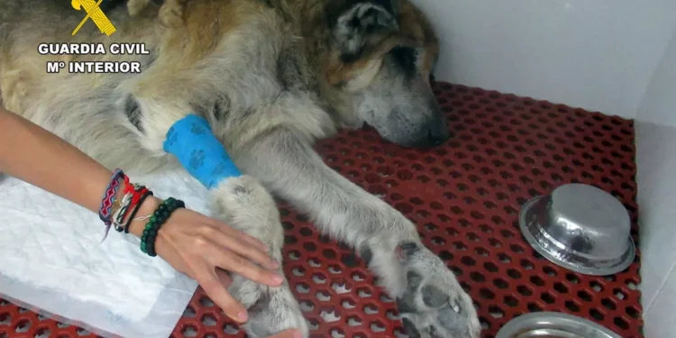 Investigan a un vecino de Mazarrón por presunto maltrato animal tras hallar dos perros en estado crítico