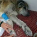 Investigan a un vecino de Mazarrón por presunto maltrato animal tras hallar dos perros en estado crítico