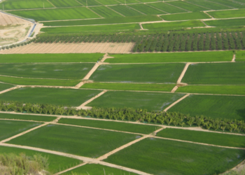Ayudas para el arroz de Calasparra y Moratalla en el Coto Arrocero