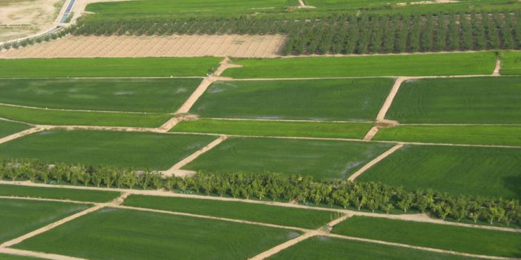 Ayudas para el arroz de Calasparra y Moratalla en el Coto Arrocero