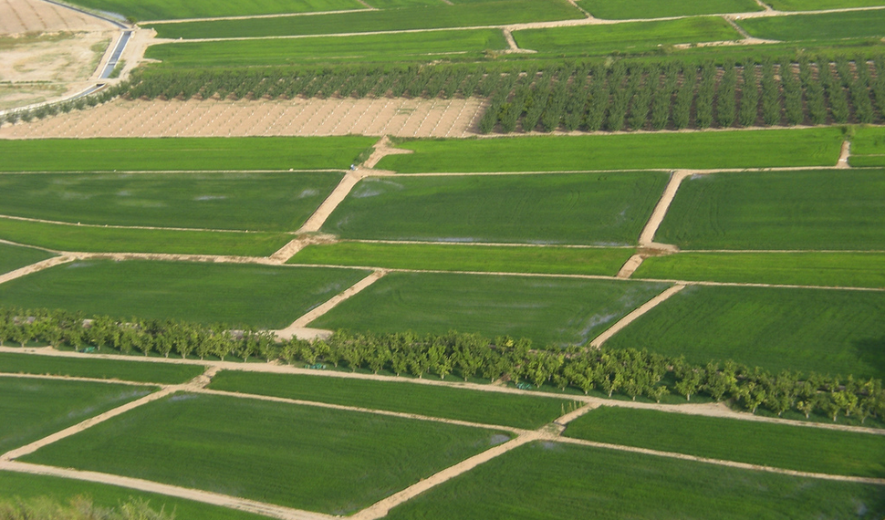 Ayudas para el arroz de Calasparra y Moratalla en el Coto Arrocero