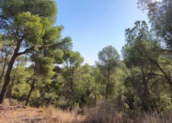 Murcia pone la ciencia al servicio del Majal Blanco para proteger su carrascal frente al cambio climático