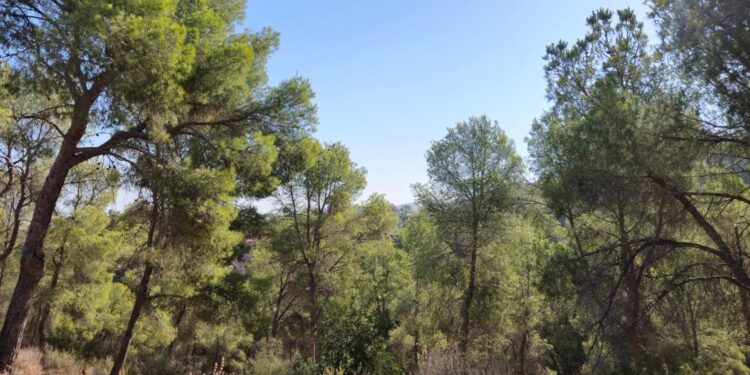 Murcia pone la ciencia al servicio del Majal Blanco para proteger su carrascal frente al cambio climático
