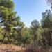 Murcia pone la ciencia al servicio del Majal Blanco para proteger su carrascal frente al cambio climático