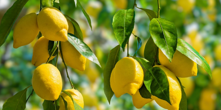 La producción de limón fino caerá un 30 % en la Región de Murcia, aunque el sector confía en una recuperación de los precios