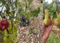 Las tormentas golpean al campo murciano: 6.000 hectáreas dañadas y los agricultores reclaman ayudas