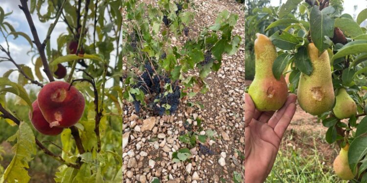 Las tormentas golpean al campo murciano: 6.000 hectáreas dañadas y los agricultores reclaman ayudas